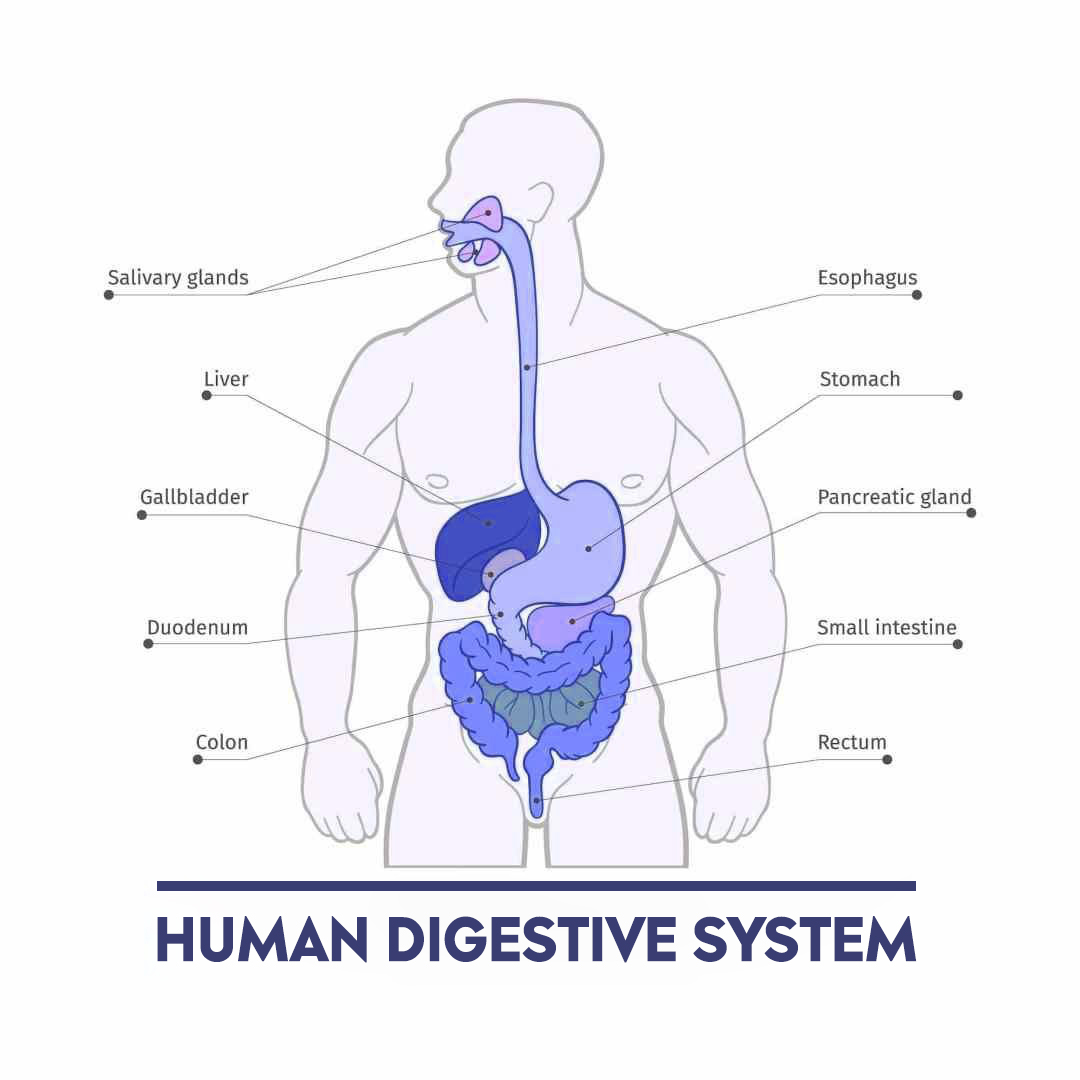 gastrointestinal diseases related treatment and service by Dr. Gajanan Rodge, best gastroenterologists in Mumbai